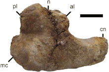 Proximal view of the tibia from CMN 9802, showing the notch on the medial posterior process Images medium facets-2016-0074f6.gif