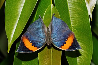 <i>Kallima paralekta</i> Species of butterfly