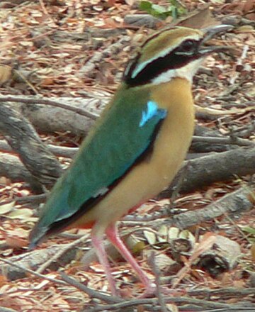 File:Indian Pitta.jpg