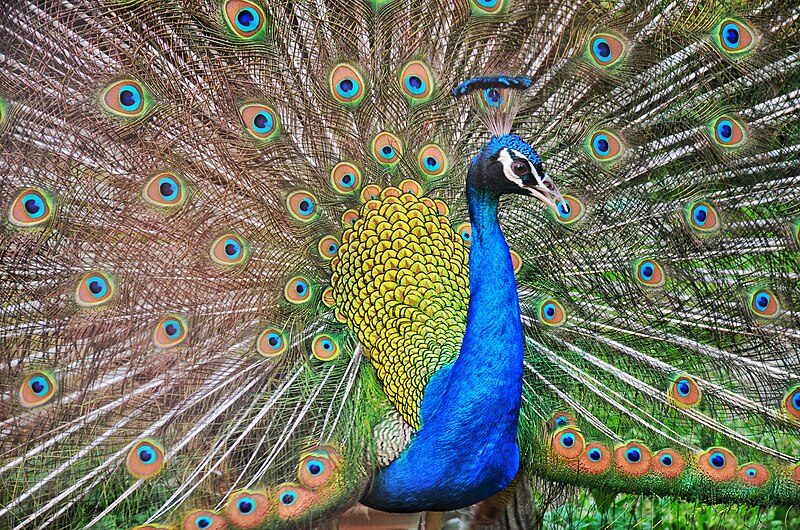 File:Indian peafowl.jpg