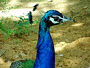 List of endemic birds of South Asia - Wikipedia