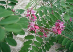 Indigofera heterantha regnes for at være en smule mere hårdfør under danske forhold end Almindelig Indigo.