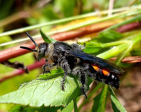 Insect on leaves