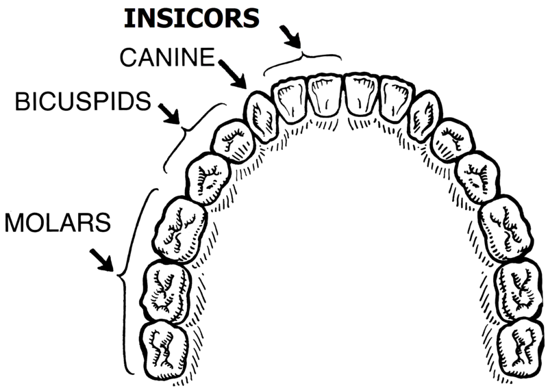 File:Insicors (PSF).png