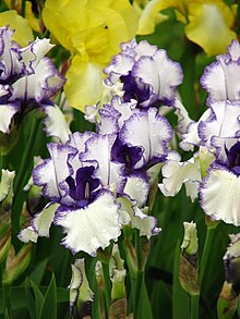 Iris (planta) - Wikipedia, la enciclopedia libre