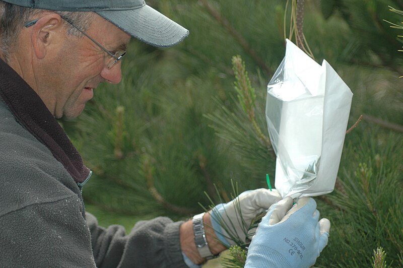 File:Isolating female cone.jpg