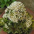 Ixora coccinea White.JPG