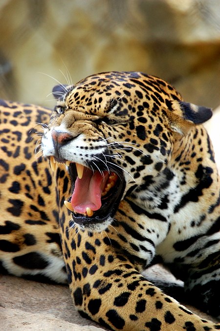 Tập_tin:Jaguar_-_Cameron_Park_Zoo_-_Waco,_Texas.jpg