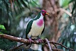 Jambu Fruit Dove (2) .jpg