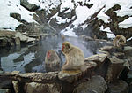 Termálvízben melegedő japán makákók