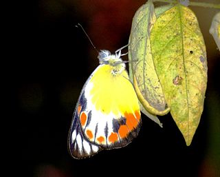 <i>Delias periboea</i> Species of butterfly