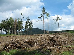 Likvidace stromů, napadených kůrovcem poblíž železniční stanice Jedlová (rok 2020). V pozadí hora Jedlová (776 m n. m.).