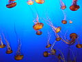 Jelly Fish - Monterey Aquarium (2241619578).jpg