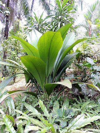 <i>Johannesteijsmannia altifrons</i> Species of palm