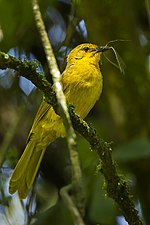 Miniatura per Bulbul cantaire