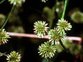 Thumbnail for Juncus scirpoides