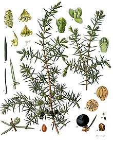 Juniperus communis - Köhler–s Medizinal-Pflanzen-082.jpg
