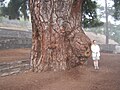 Old tree, Vilaflor, Tenerife