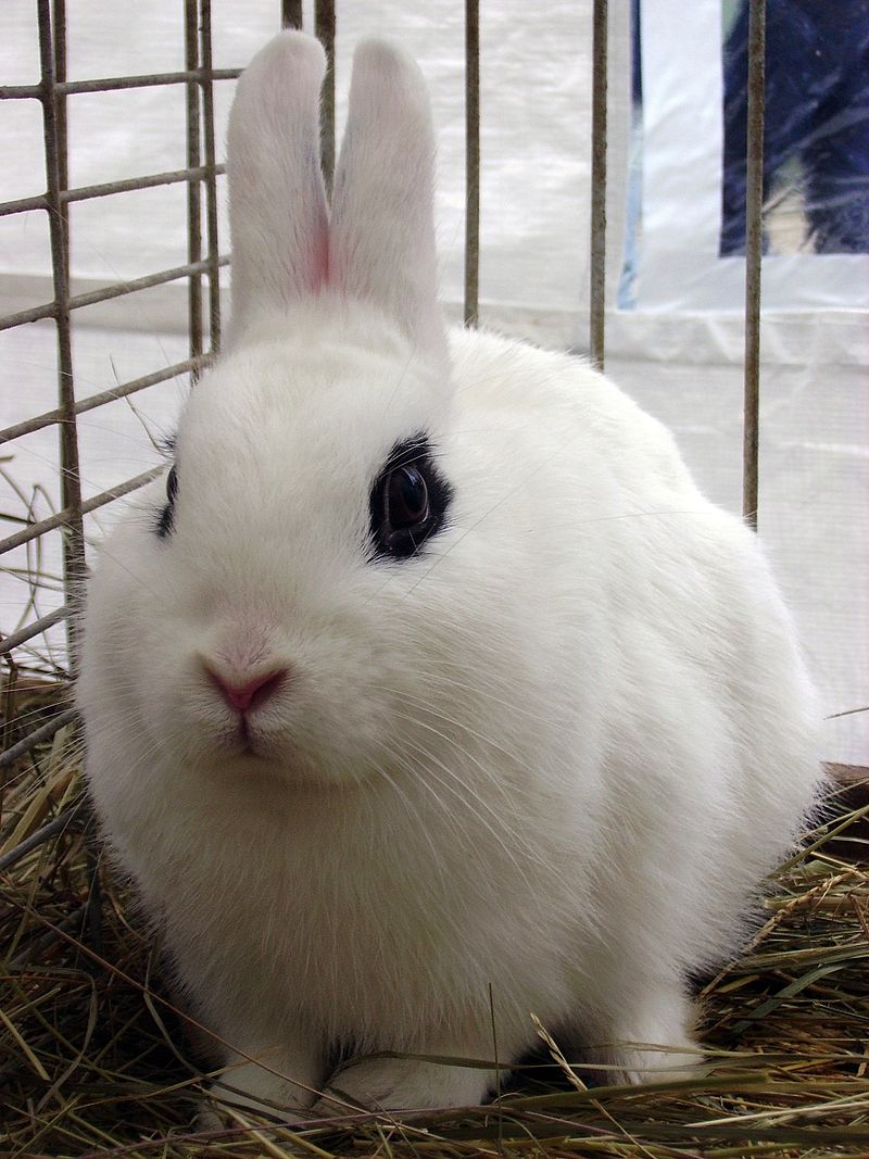 Datei:Kaninchen schwarze Augen.jpg Wikipedia –