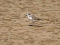 Chilika, Orissa, India