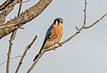 * Nomination American kestrel by the Belt Parkway and Gravesend Bay --Rhododendrites 16:16, 18 January 2024 (UTC) * Promotion  Support Good quality. --Plozessor 16:46, 18 January 2024 (UTC)