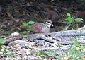 Key West Quail dove . Geotrtygon chrysia (2) - Flickr - gailhampshire.jpg