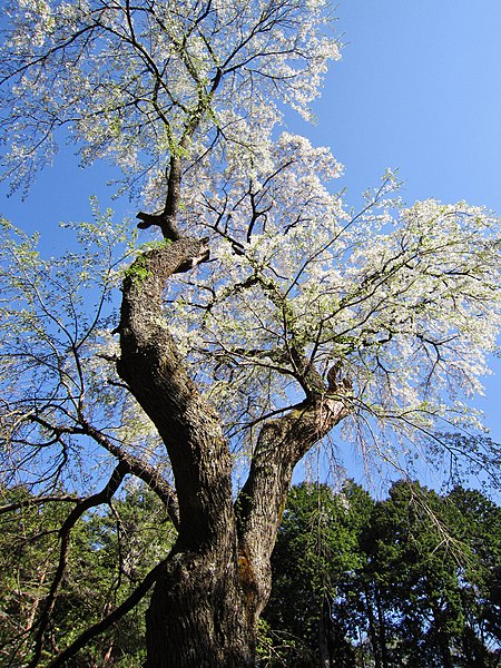 File:Kiyomizu-dera (Nagano) Gyokizakura 2.jpg