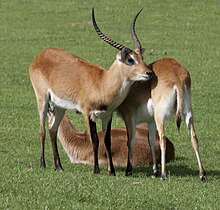 Kafue lechwes (K. l. kafuensis) where the male has more black to the front legs and chest than the red and Upemba lechwes, but less than the black lechwe that also has some blackish to the side of the body Kob Antelope.jpg