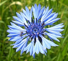 Kornblume - chaber bławatek - Centaurea cyanus.jpg