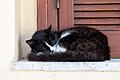* Nomination Sleeping cat on a windowsill in Preveli monastery, Asomatos, Crete, Greece --XRay 03:49, 29 September 2023 (UTC) * Promotion  Support Good quality -- Johann Jaritz 03:51, 29 September 2023 (UTC)