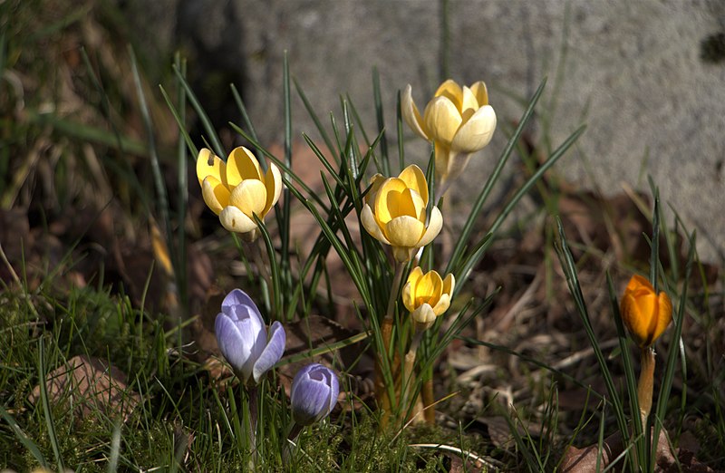 File:Krokus (Crocus) 009.jpg