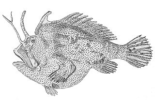 <i>Kuiterichthys</i> Genus of fishes