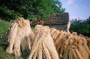 Zekale: Elikaduran erabilpena, Historia, Zekalearen izenak