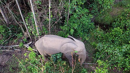 A forest elephant in Ivindo NP