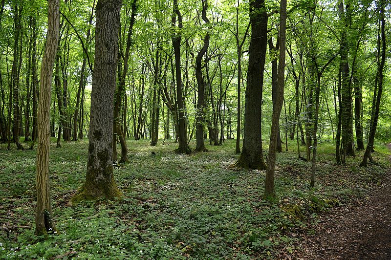 File:LSG Waldgürtel zwischen Salzgitter-Osterlinde und Salzgitter-Bad (Salzgitterscher Höhenzug) - Gustedter Berg (16).jpg