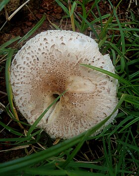 L. abbotanus no Santuário da Vida Selvagem Kambalakonda, em Visakhapatnam, na Índia