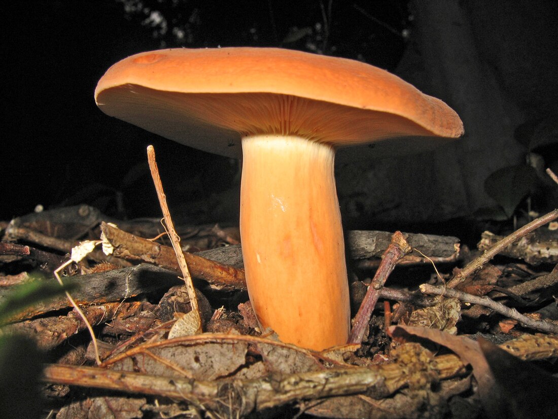 Lactarius volemus