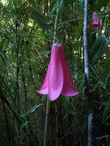 Philesiaceae