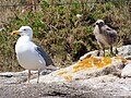 Larus michahellis Gaviota patiamarilla