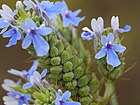 Lavandula bipinnata (Roth) Kuntze (4938096044).jpg