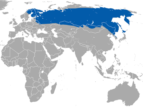 File:Laxmann's Shrew area.png