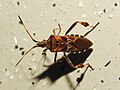 Leptoglossus occidentalis, punaise nord-américaine invasive, ravageur du Pin