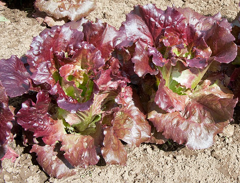 File:Lettuce Mini Heads "Cherokee" (7331114674).jpg