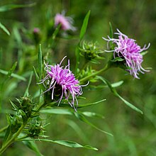 Liatris compacta.jpg