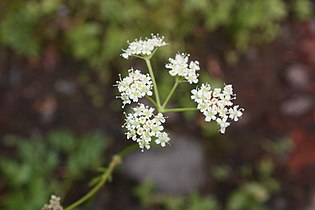 Ligusticum grayi