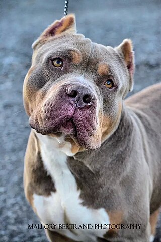 purple tri pitbulls