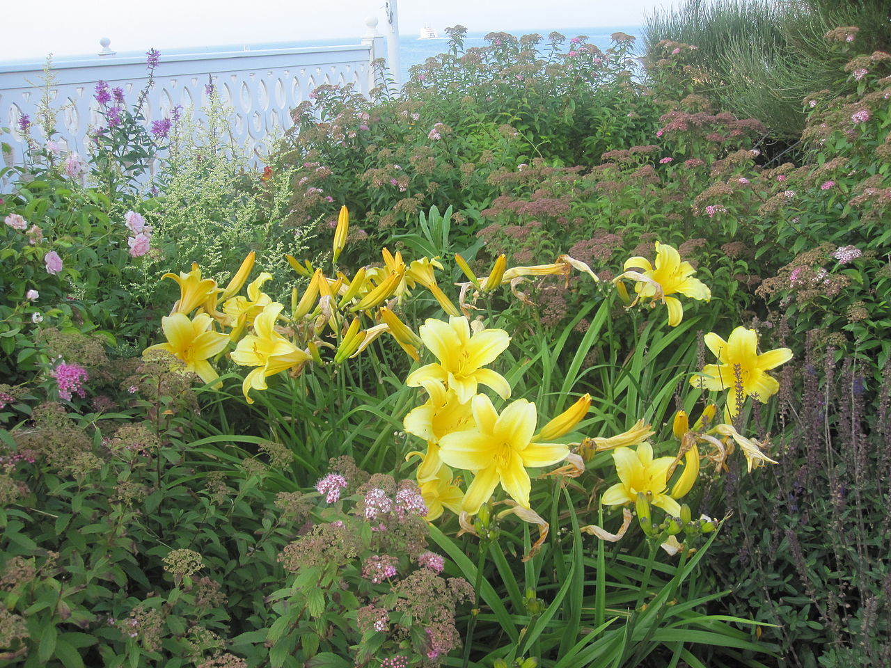 https://upload.wikimedia.org/wikipedia/commons/thumb/b/b6/Lilies_at_Block_Island_IMG_1052.JPG/1280px-Lilies_at_Block_Island_IMG_1052.JPG