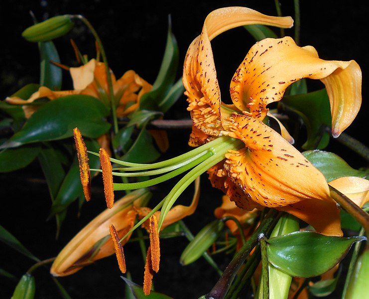 File:Lilium henryi 2015-07-15 4563.jpg