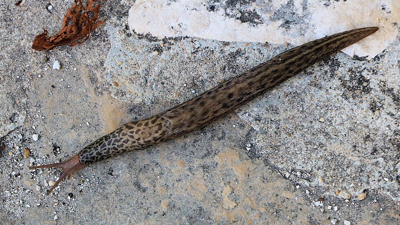 File:Limax maximus Great Grey, Leopard Slug.jpg