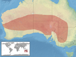 Liopholis inornata distribution.png